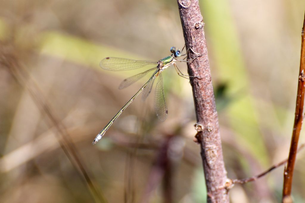 Lestes virens vestalis